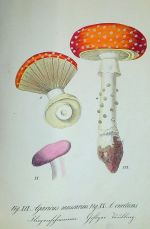 Pinakothek der deutschen Giftgewächse für Botaniker, Pharmaceuten und Droguisten sowie zum Schulgebrauch. In naturgetreuen colorirten Abbildungen mit erklärendem Text herausgegeben von .... - Schenk, E. Dr.